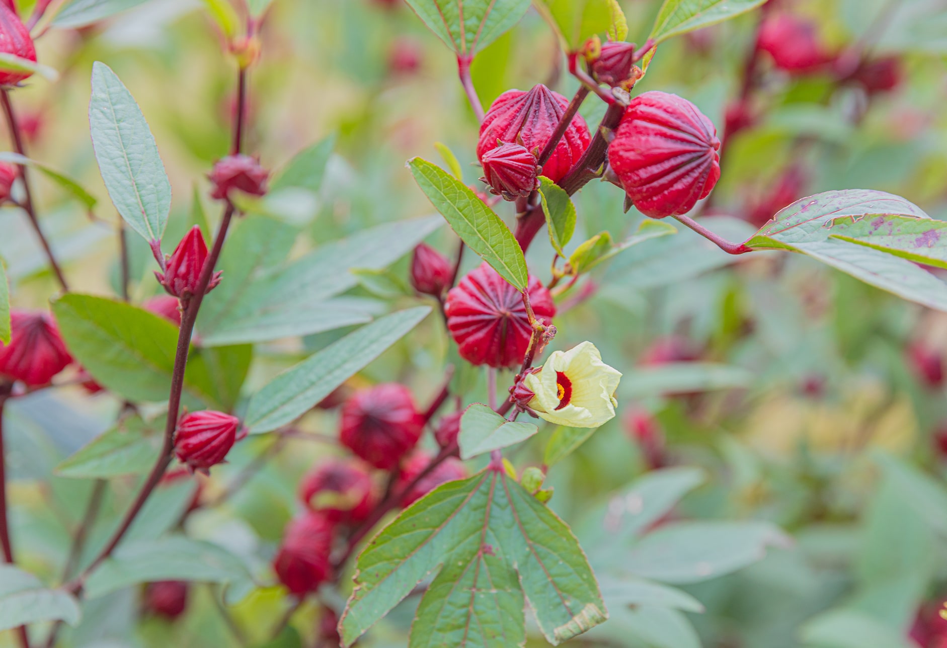 トカイナカでしか見られない風景